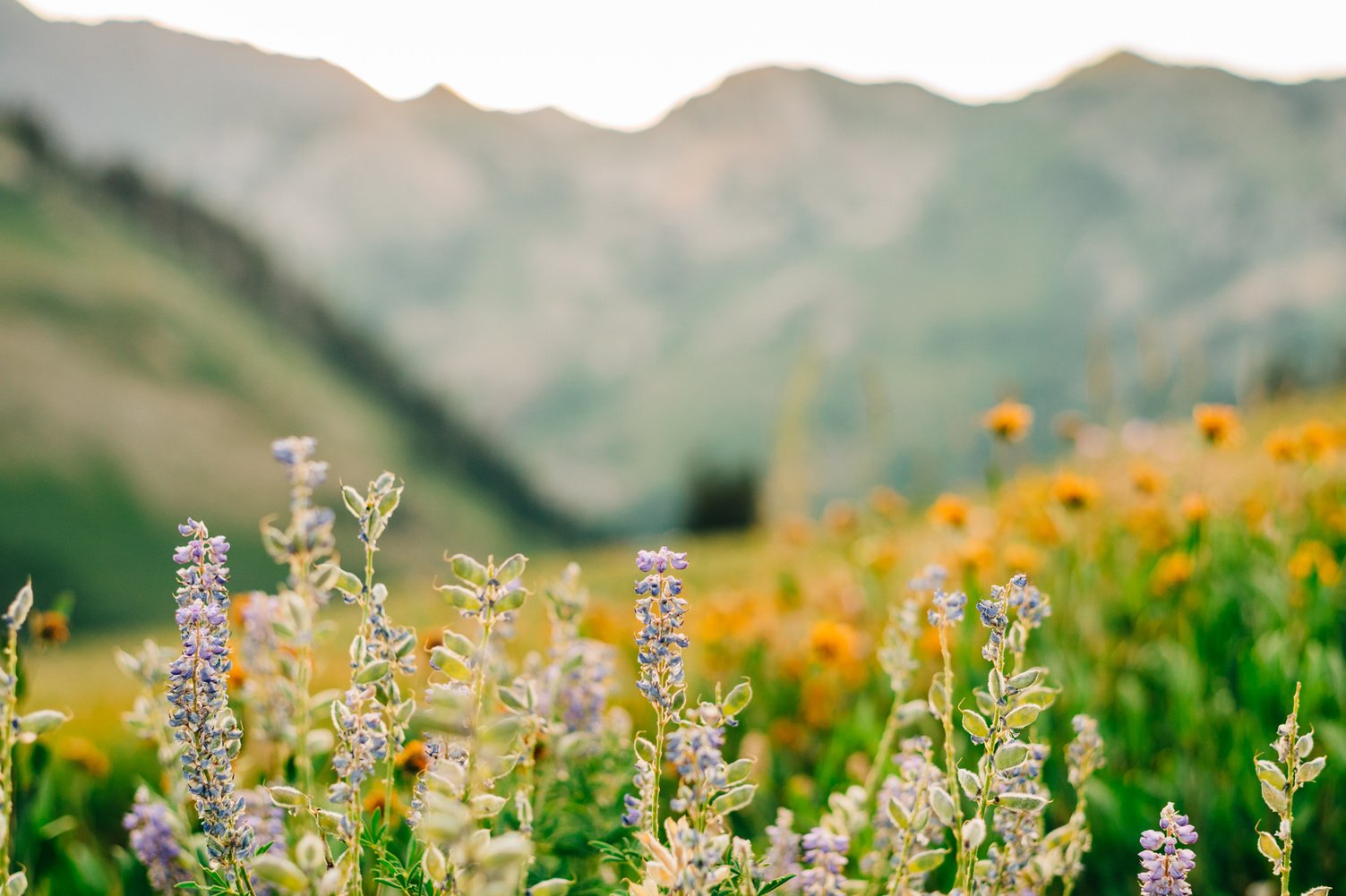 Utah wildflowers